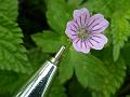 Siberian Geranium